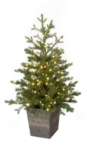 Potted Western Hemlock Trees with Micro LED Lights | 3 Ft. or 5 Ft.