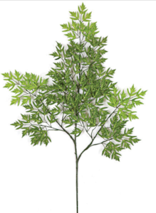 W-3033 Custom Made 6 Foot Ming Aralia Bonsai Tree  with 3 Heads Or select your branch style!