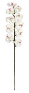 P-110336 39 inches Butterfly Orchid - Pink