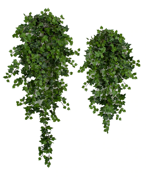 29 Inches Or 42 Inches | Firesafe Curly Ivy Bushes