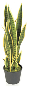 26 Inch Outdoor  UV Sanservieria Plant | Green/Yellow Or Tutone Green