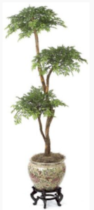 W-3033 Custom Made 6 Foot Ming Aralia Bonsai Tree  with 3 Heads Or select your branch style!