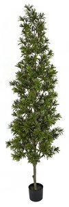 7 Foot Or 8 Foot Podocarpus Topiary Tree