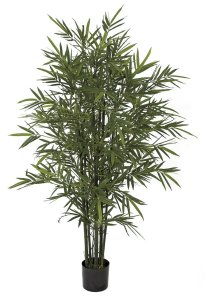 Bamboo Palm Trees With Green Canes - 5 Foot , 7 Foot, And 9 Foot