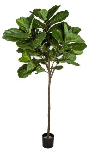 7 Foot Fiddle Leaf Fig Tree Single Trunk