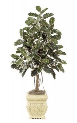 6' Rubber Tree - Natural Trunk - Air Roots - 174 Leaves