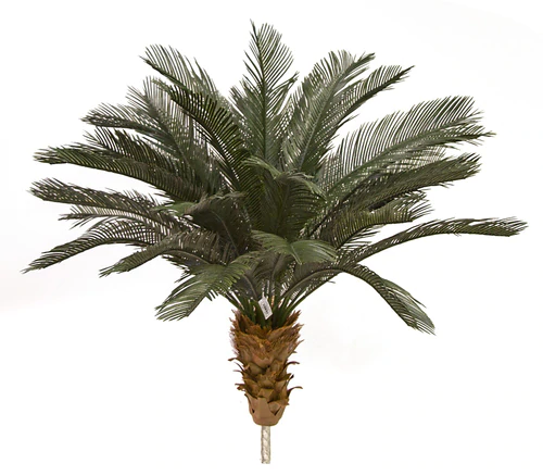 3.5 Feet, 5.5 Feet, And 6.5 Feet Tall X 48 Inch Width - Polyblend Cycas Palm Trees