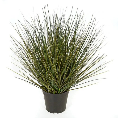 18 Inch Outdoor Potted Mixed Onion Grass Bush, Tutone Green, Mustard Green Or Green/Blue