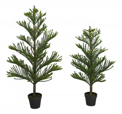 4 Ft. Or 5 Ft. Outdoor Norfolk Pine Trees