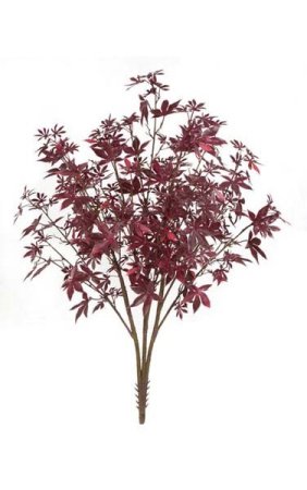38 inches Outdoor Maple Bush - 3 Stems - 24 inches Foliage Height - 20 inches Width