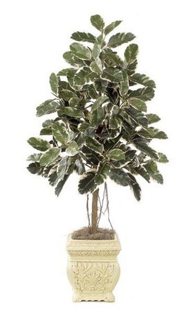 6 feet Rubber Tree - Natural Trunk - Air Roots - 174 Leaves