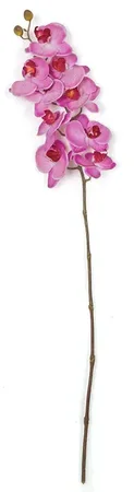 31 Inch Phalaenopsis Orchid Stem In White, Green, Purple, Beauty