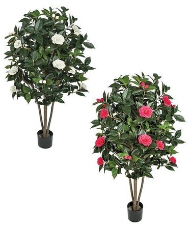 CAMELLIA TREE ON NATURAL WOOD | BEAUTY OR CREAM | 3 feet OR 5 feet TALL