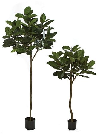 RUBBER PLANT TREE | 5 FOOT OR 7 FOOT