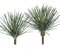 ARTIFICIAL SENECIO SUCCULENT PLANT | 16 inches OR 22 inches SIZES
