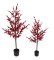 Red Winterberry Tree | 53 Inches Or 68 Inches