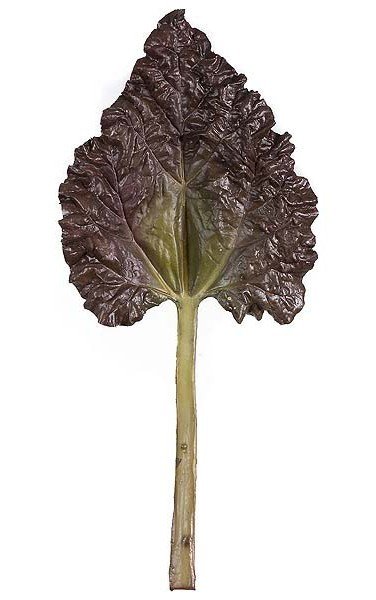 18 inches Rhubarb Leaf - Natural Touch - 8.5 inches Width