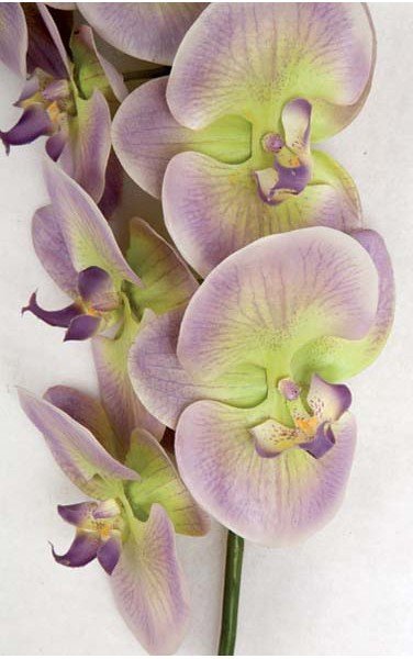 38" Phalaenopsis Orchid Stem - 10 Flowers - 1 Bud