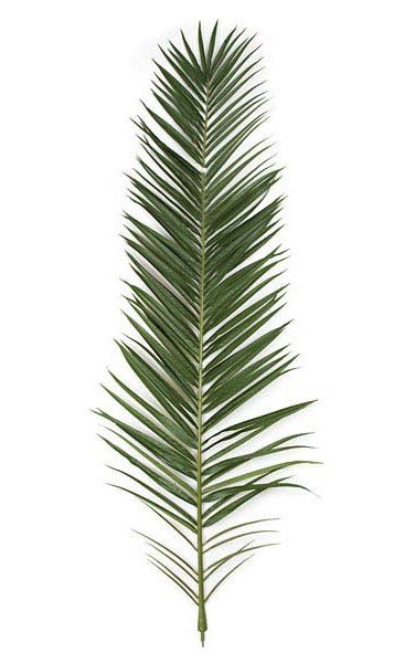 75" Phoenix Palm Frond - 111 Green Leaves - 21.5" Width