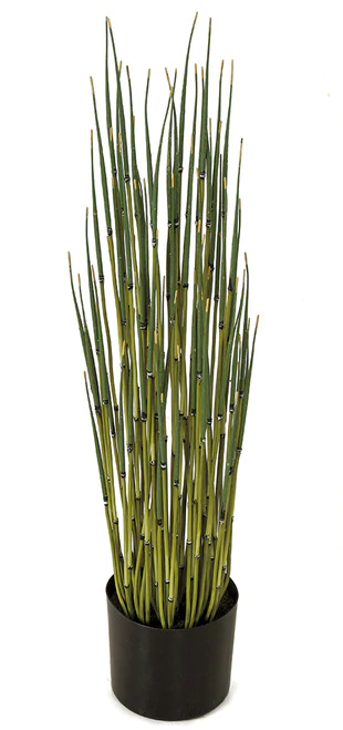 31 Inch Or 48 Inch Potted Equisetum Plants In Weighted Base