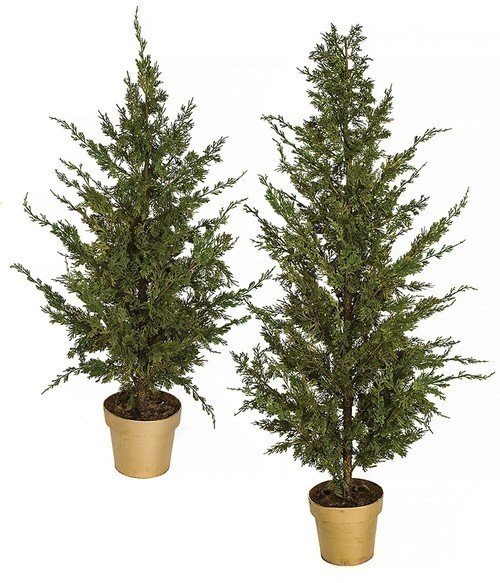 POTTED EASTERN RED CEDAR TREES | 4 FT. AND 5 FT. TALL