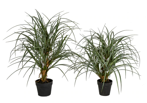 Outdoor Potted Sand Ryegrass Plant | 25 Inch Or 30 Inch Potted Grasses