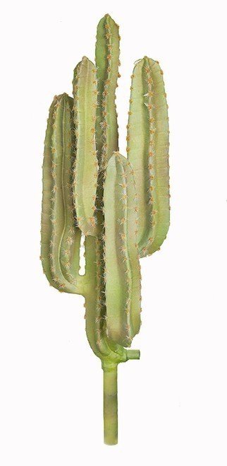 35 Inch Desert Saguaro Cactus Plant