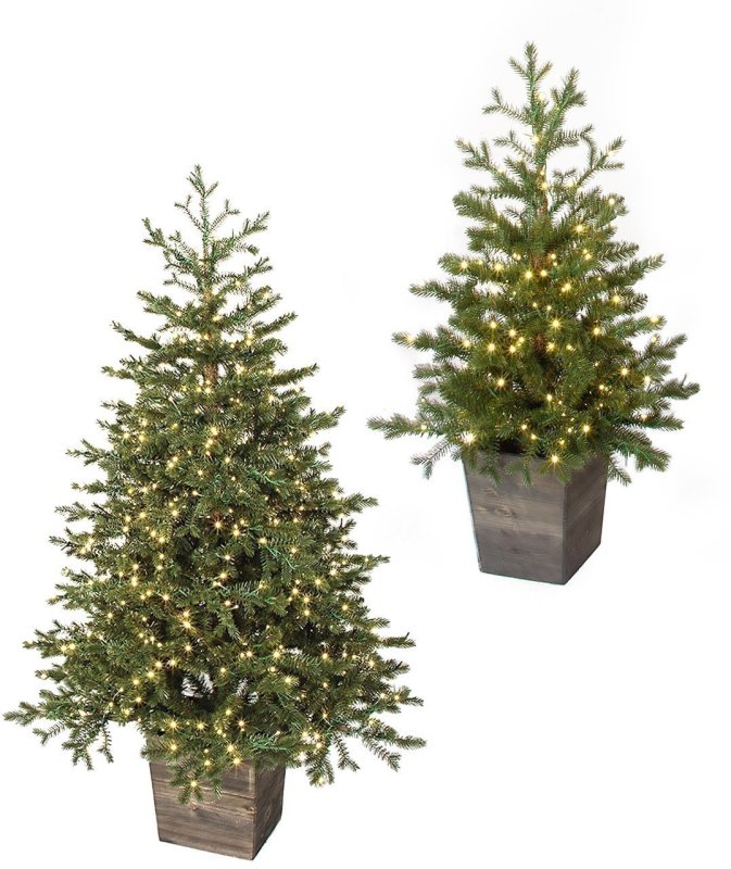 POTTED WESTERN HEMLOCK TREES WITH MICRO LED LIGHTS | 3 FT. OR 5 FT.