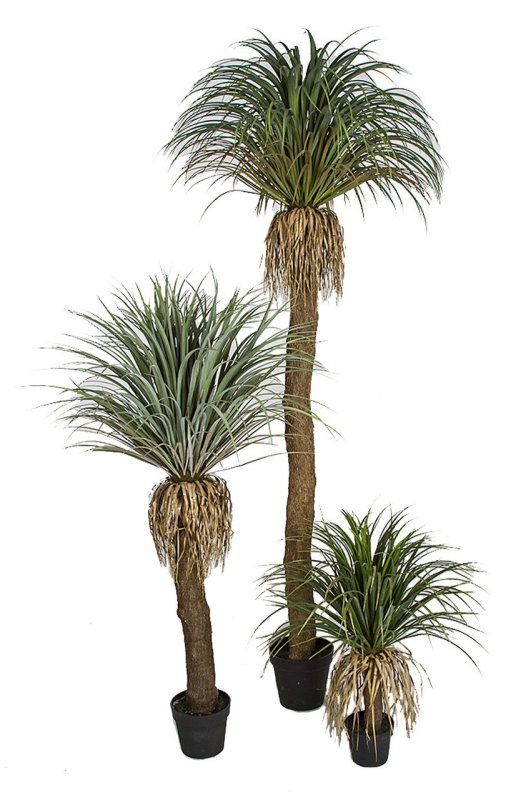 Outdoor Pandanifolia Grass Tree | 31 Inches, 54 Inches, Or 90 Inches Tall