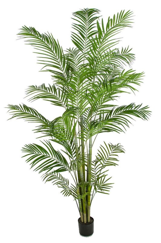 Large Potted Areca Palm Trees In 8 Ft., 10 Ft. Or 12 Ft. Tall