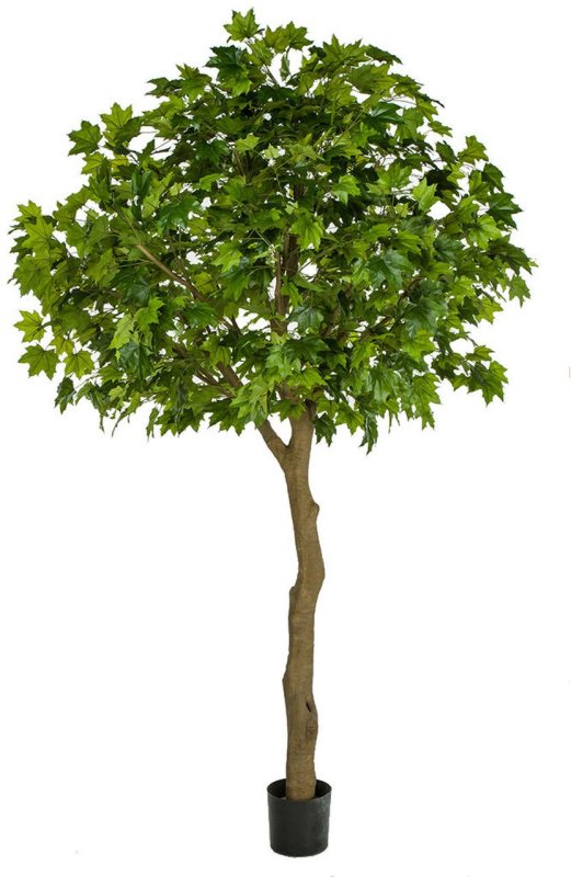 10.5 Foot Large Sugar Maple Tree In Orange Or Green Colors